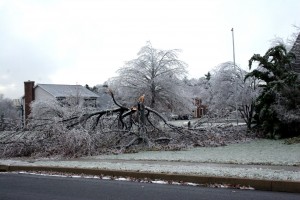 Pruning to think out excess growth can reduce "wind throw" and make a tree less likely to lose limbs in storms.