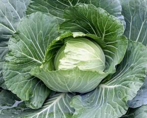 cabbage.OS.Cross