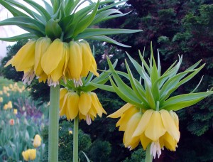 crown.imperial.yellowH