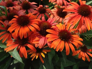 Coneflower Butterfly 'Julia.' Credit: Plants Nouveau