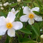 Best New Trees and Shrubs of 2015