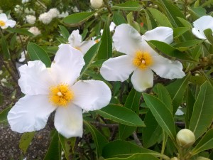 The gordlinia is a new type of tree that's a cross of gordonia and franklinia.