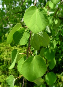 Closeup of katsura's heart-shaped leaves.