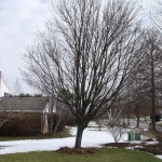 Trees in Trouble?