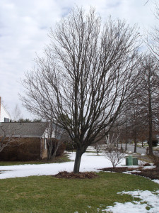 Winter is a good time to check for brewing tree trouble, such as this maple that has begun to lean.