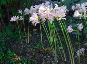 Lycoris squamigera