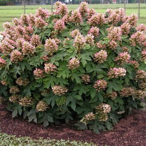 Oakleaf hydrangea 'Munchkin.' Credit: U.S. National Arboretum