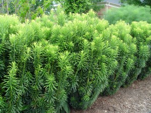 Cephalotaxus harringtonia