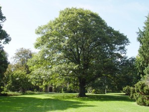 red.oak.habit