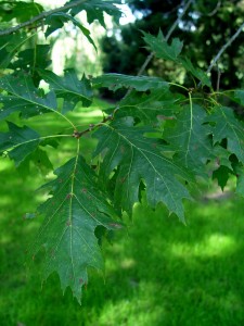 Red oak leaves
