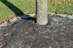 No flare is visible at the base of this trunk, which means the flare is buried, and the tree is too deep in the ground and mulch.