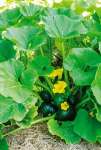 Squash 'Cupcake.' Credit: W. Atlee Burpee Co.
