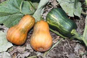 Squash 'Honeynut' maturing.