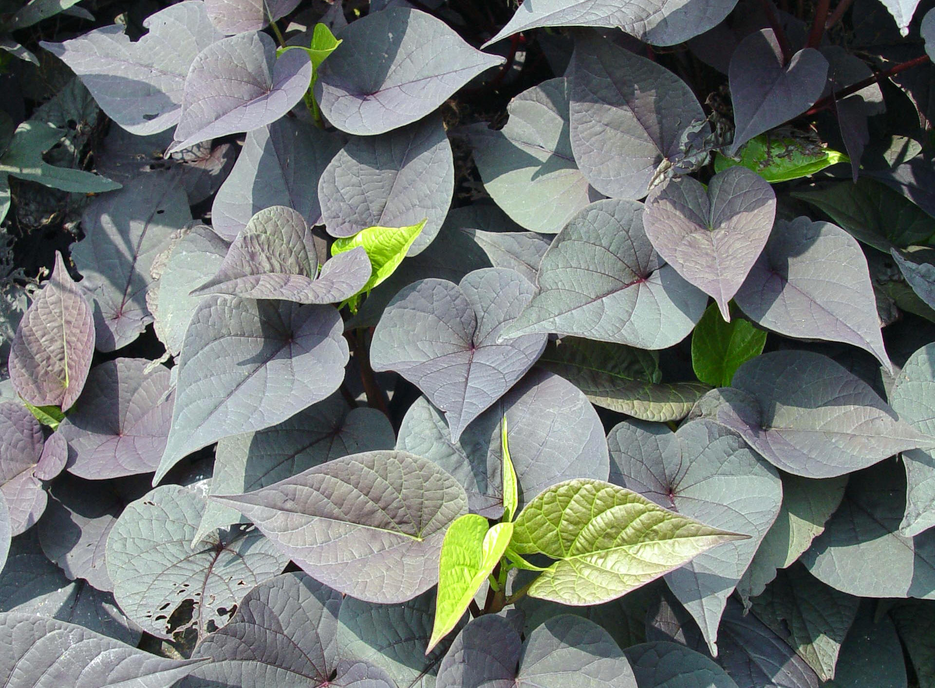 Garden Housecalls - Ornamental sweet potato vine