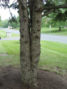 This is a tree with a double leader or "V-crotch" that's likely to split apart like a turkey bone. One of the "V's" should be removed when the tree is young.