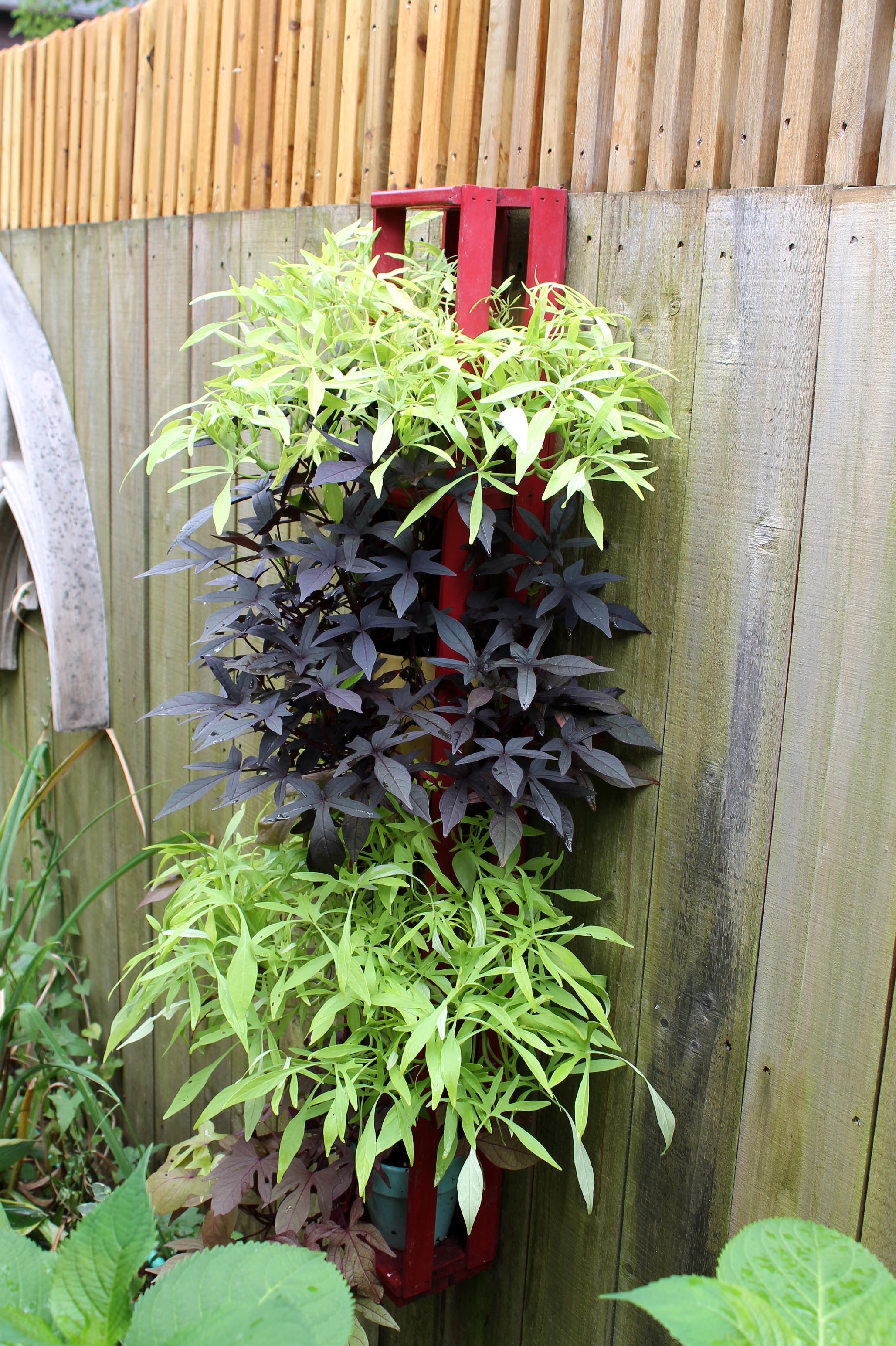 Garden Housecalls - Ornamental sweet potato vine