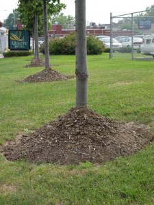 Mulch should NOT be packed up against tree trunks volcano-style.