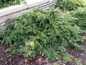 yew.taxus.baccata.repandens