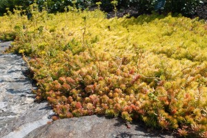 Creeping sedum 'Angelina' is an example of a plant with great leaf color all year long.