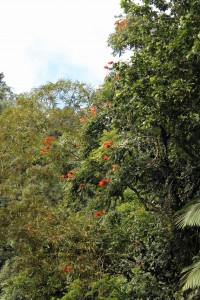 The African tulip tree has red flowers at the branch tops... and a not-so-nice scent when they're squeezed.