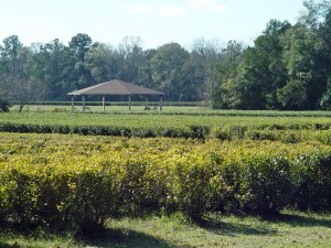 The Charleston Tea Plantation has acre after acre of trimmed camellias.
