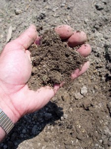 Soil that's dry enough to readily crumble like this is OK to dig.