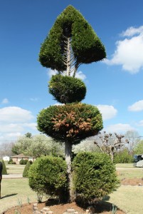 Pearl Fryar's signature topiary is this Leyland cypress pruned into a "bonefish" shape.