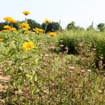 Ultra-Local Native Plants
