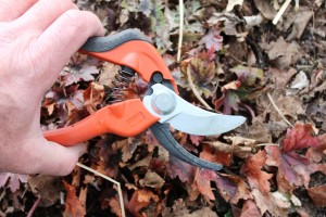 Bypass pruners make cleaner cuts than anvil-type pruners.