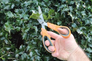 Garden scissors are sturdy enough to cut twine and even small branches.