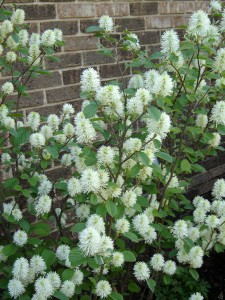 Fothergilla is usually listed as a "native plant," but it's not native to Pennsylvania.