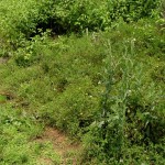 Winning the Weed War