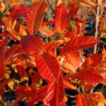 Top 10 Shade Trees