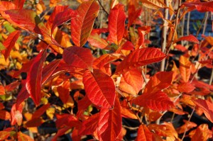 The fall leaf color of black gum 'Wildfire.'