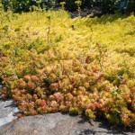 Top 10 Perennial Flowers