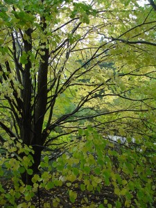 The canopy of a katsura in early fall.