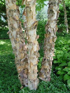 The peeling cinnamon-colored bark of river birch.
