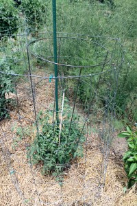 Heng's double-cage tomato-staking system looks like this...