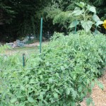 Heng’s Tomato Tips