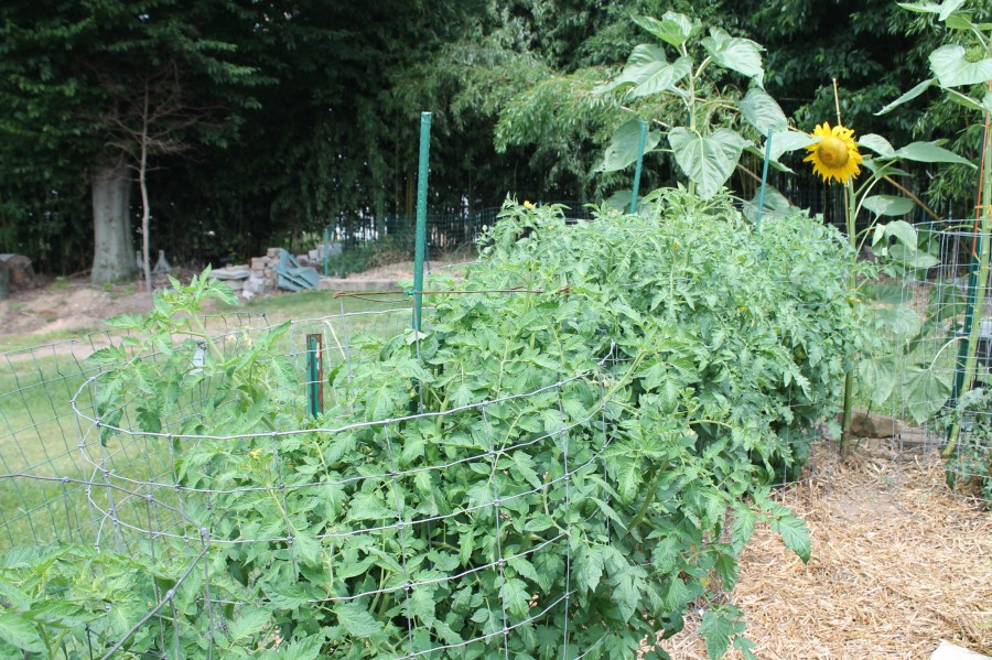 Heng’s Tomato Tips | Garden Housecalls