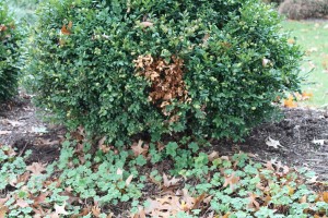 Disease on this boxwood? Not quite. This brown spot is from a dog peeing on the bush.