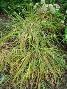 This diseased daylily (leaf streak) can be cut to the ground, and it'll regrow new foliage.