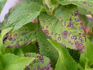 Leaf spotting is usually a fungal problem fueled by wet or humid weather.