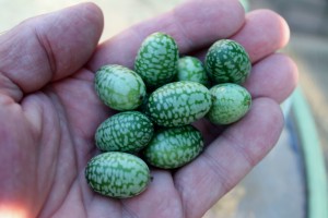 Cucamelons look like miniature watermelons, but they taste more like mild cucumbers.