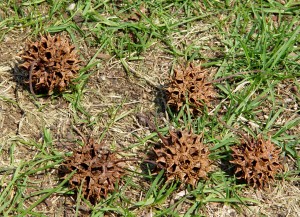Fallen spiky seed pods of sweetgum tree.