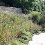 Pollinators and Native Plants