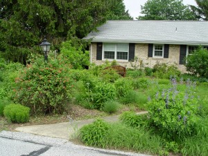 Connie Schmotzer's  York front yard is a sort of suburban-friendly meadow.