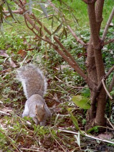 Squirrels have nothing better to do all day than figure out where their next meal is coming from.