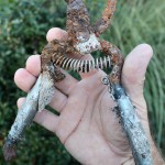 Pruners Don’t Compost Well