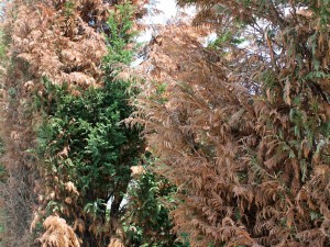 Windburn damage to conifers and broad-leafed evergreens is the most common winter damage.
